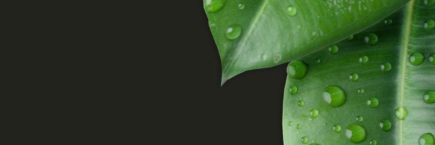 leasealeaf's profile banner image