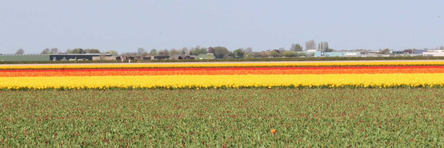 ANTONY CEASAR S banner