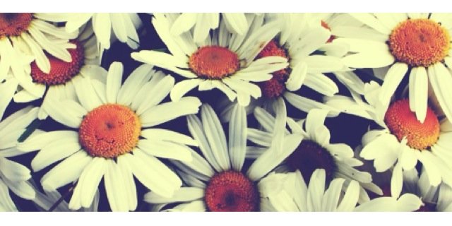 JenParadiso's profile banner image