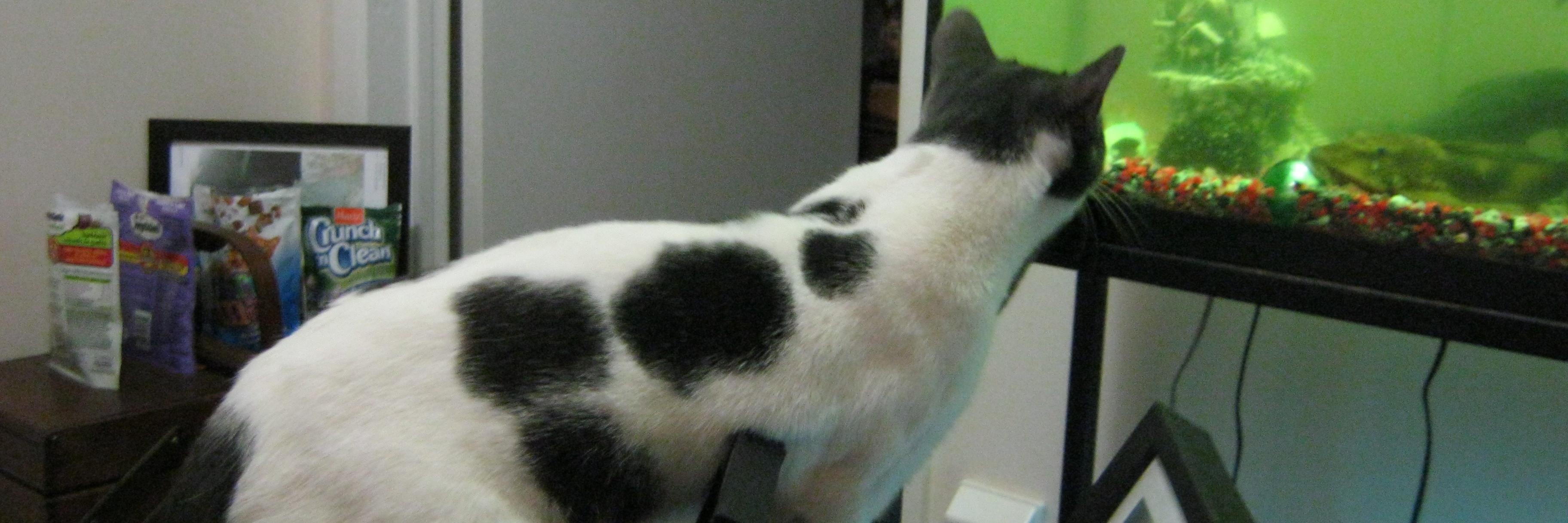 Cats In The House 4664 banner