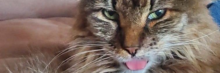 I Miss My Hunter, Breezer, Lenard, Matty & Louis banner