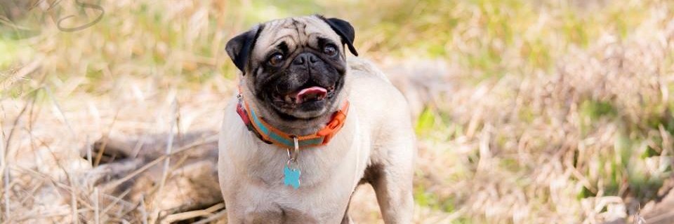 puglasthepug's profile banner image