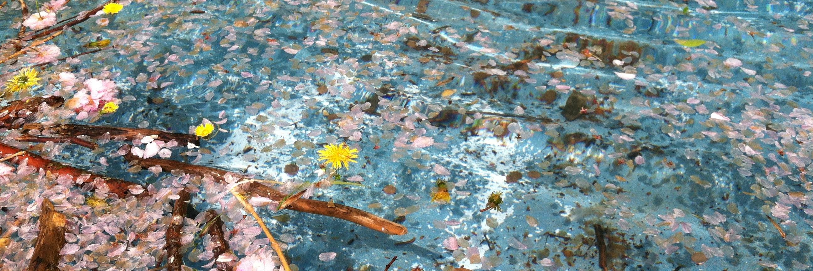 Deb_Bieler's profile banner image