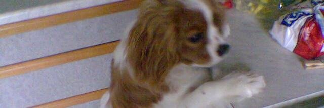 RhondaConnelly7's profile banner image