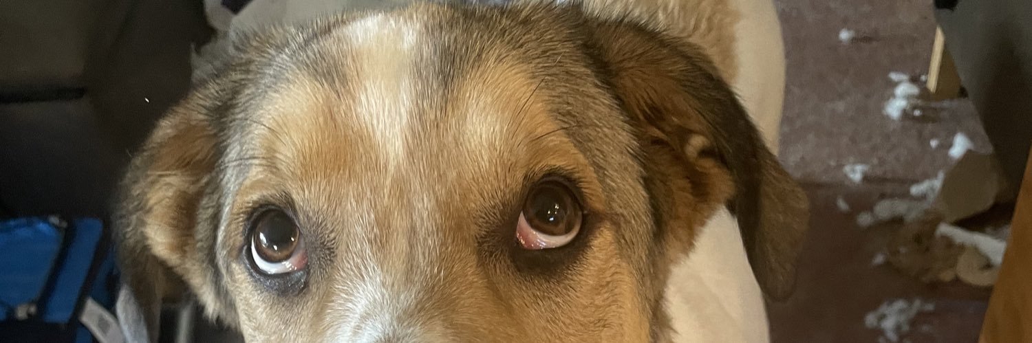 squeaky19's profile banner image