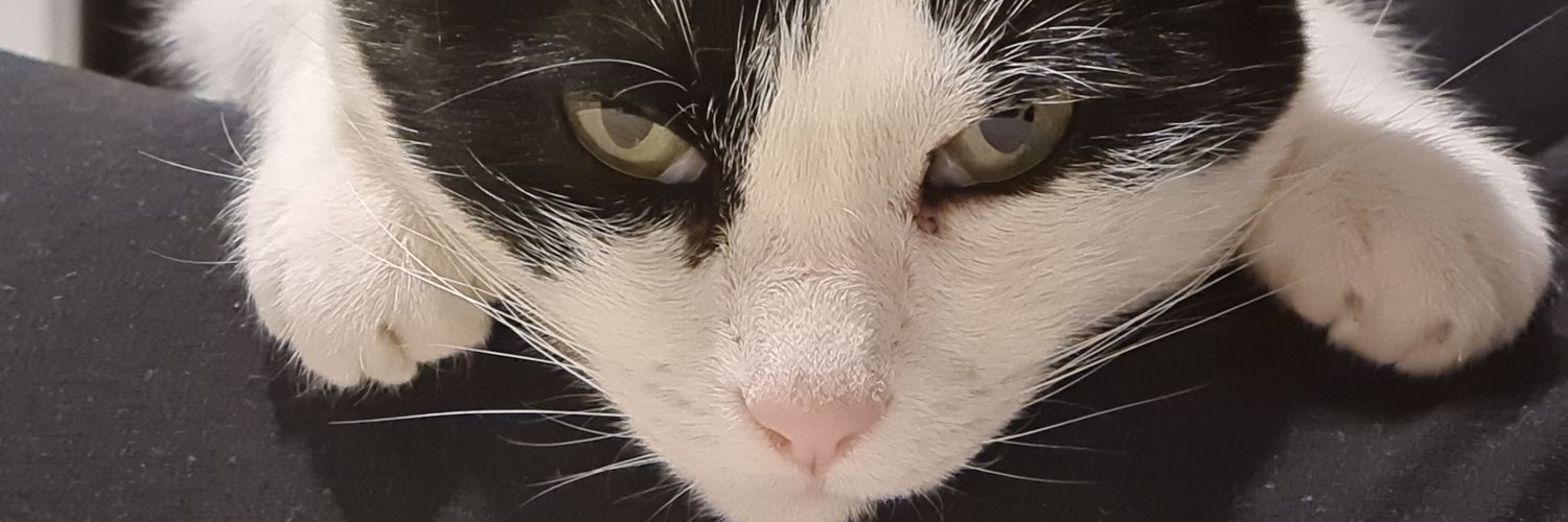 MR. RATÔN®️ 🇲🇽 banner