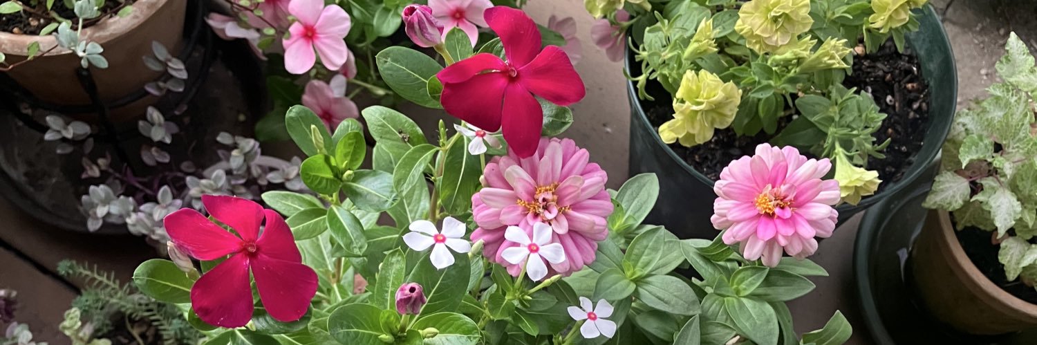 ✈️Mokologue 🇯🇵 banner