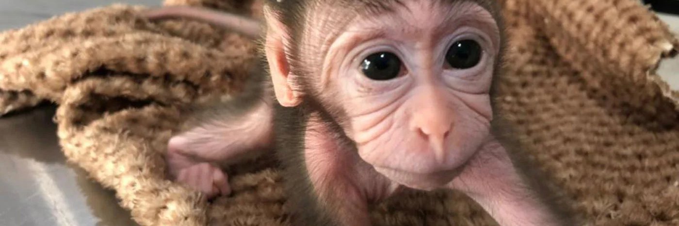 se quiser sim mano banner