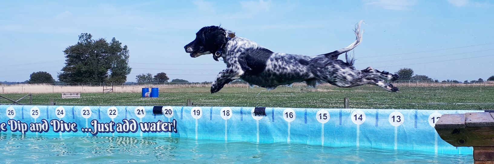 caninedipndive's profile banner image