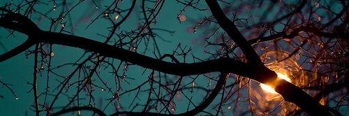 AMuradova365's profile banner image