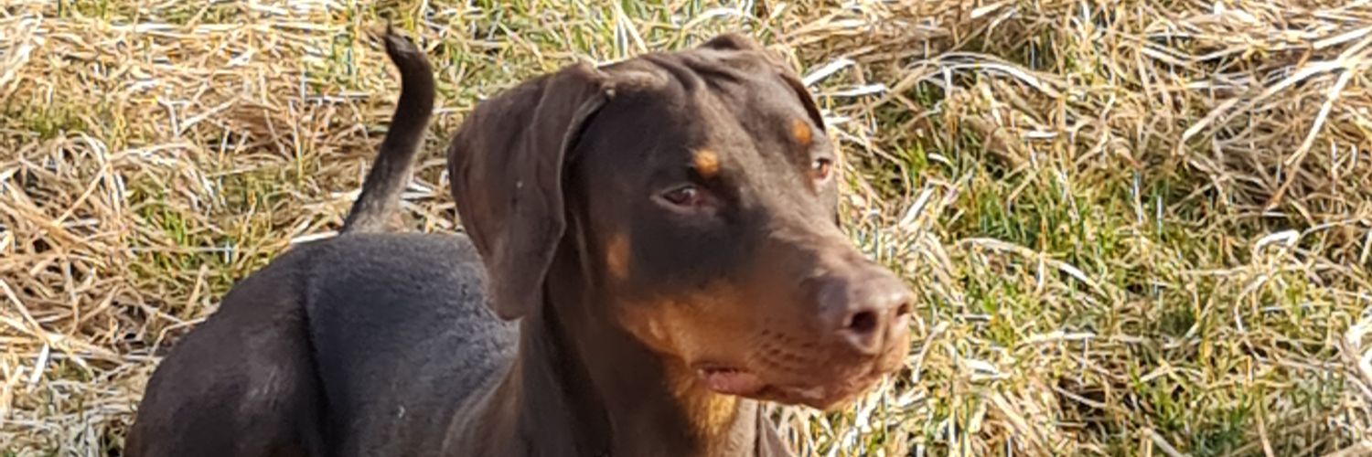 cassienivek's profile banner image