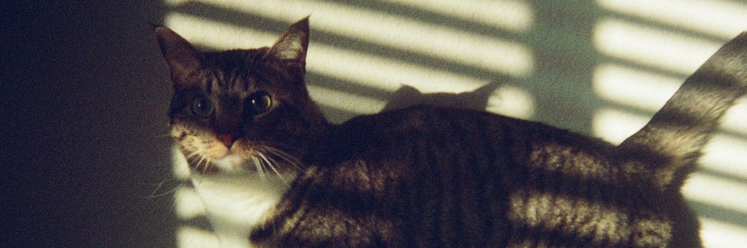 _alycaaat's profile banner image
