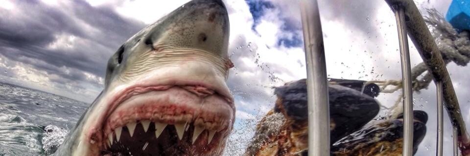 Sharkservation banner