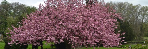 TraceyDay_SLT Profile Banner