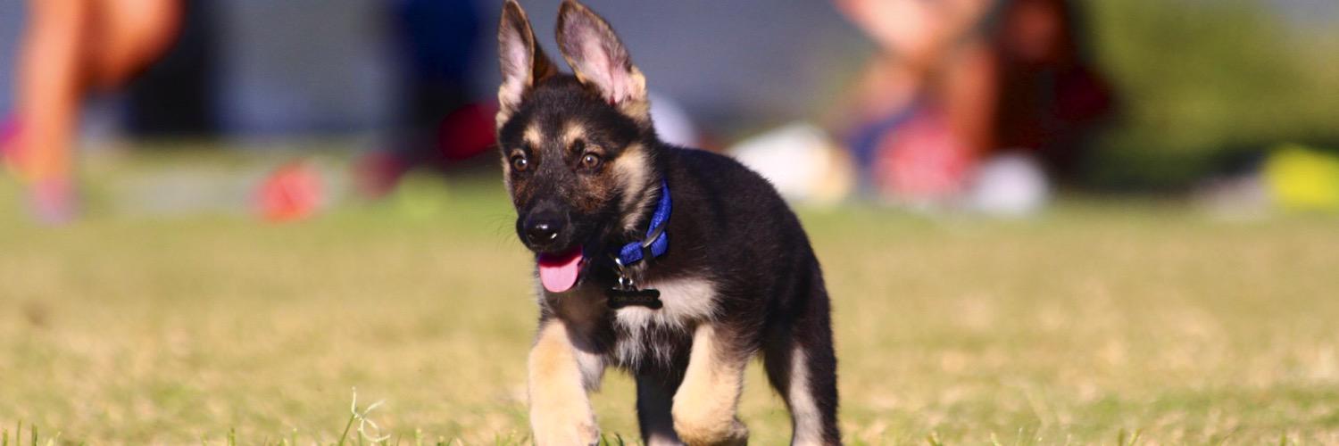 DrogoGSD's profile banner image