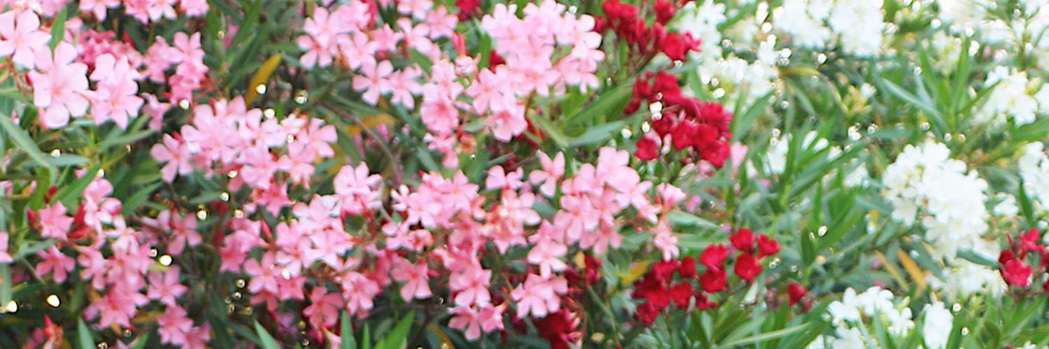 erica banner