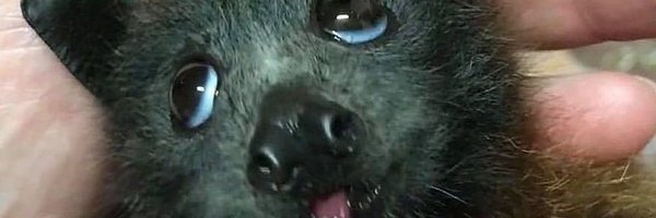 FurryJokerTFF Profile Banner