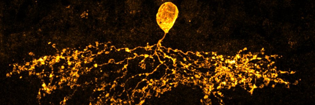 Sam Ing-Esteves banner