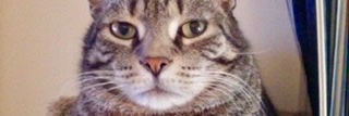 FightFan8's profile banner image