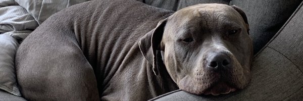 AlainGarlic Profile Banner