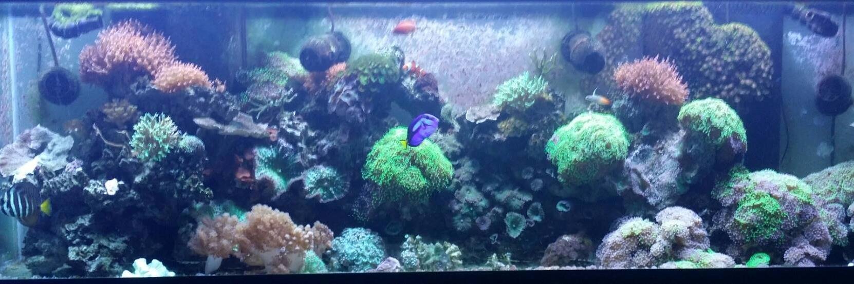 WSA_ReefZone's profile banner image