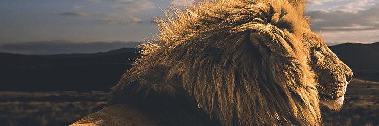 TomBarro's profile banner image