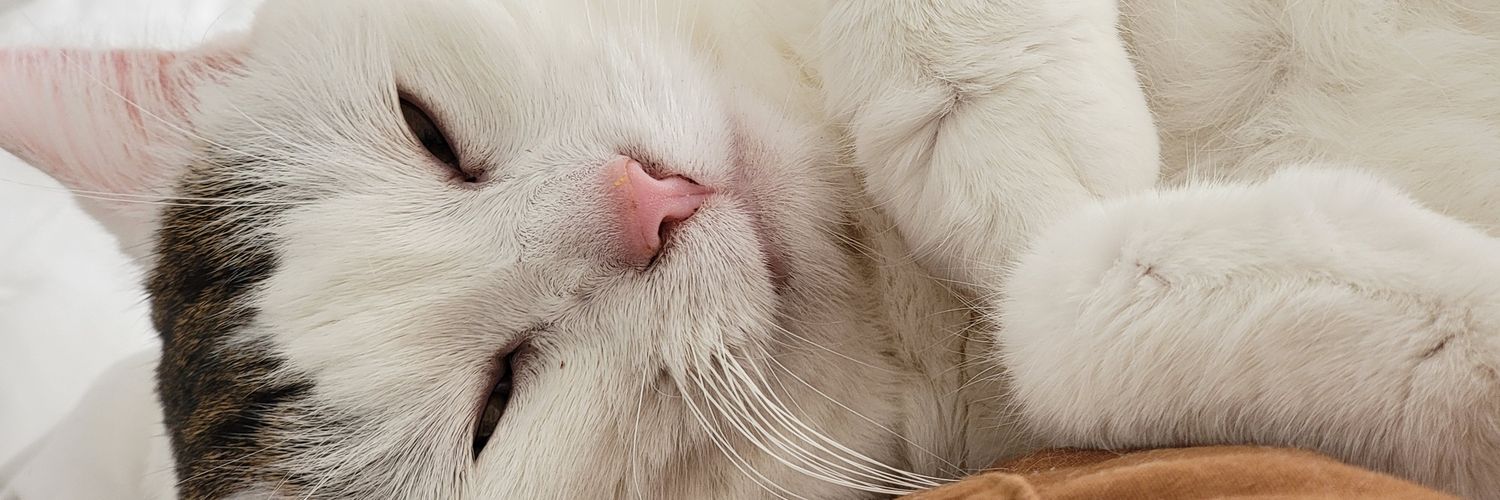 pnickers4's profile banner image