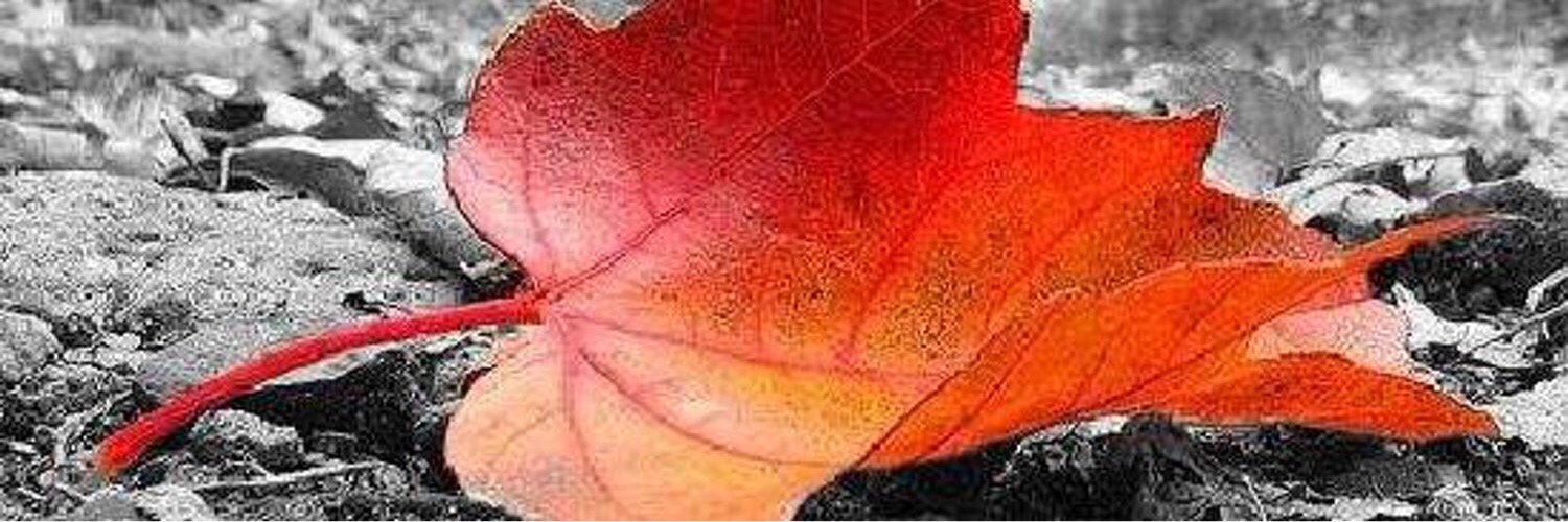 ♦༺ QuietღMind ༻♦️ banner