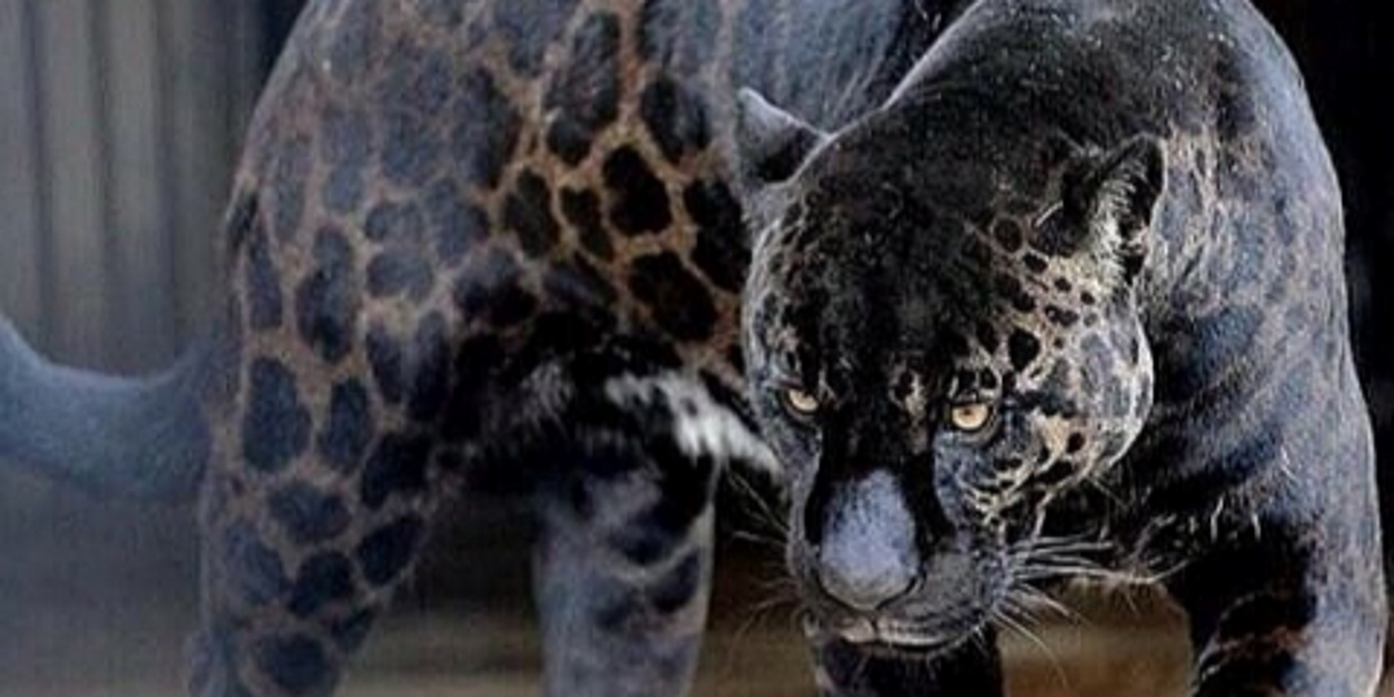 . banner