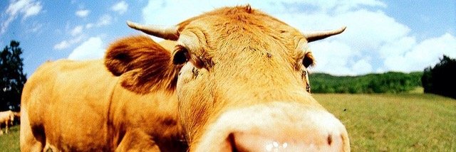 mucca's profile banner image
