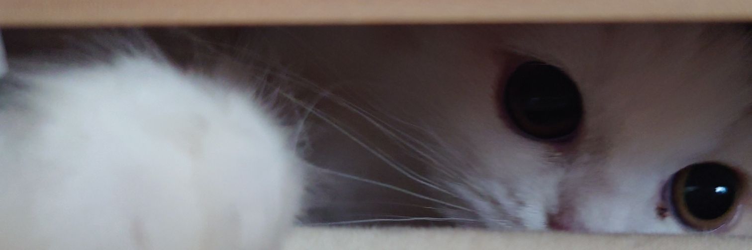 okota_cat's profile banner image