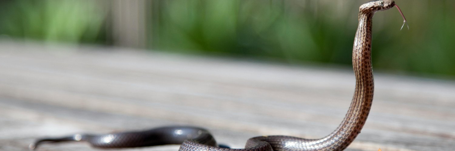 big_bob_2's profile banner image