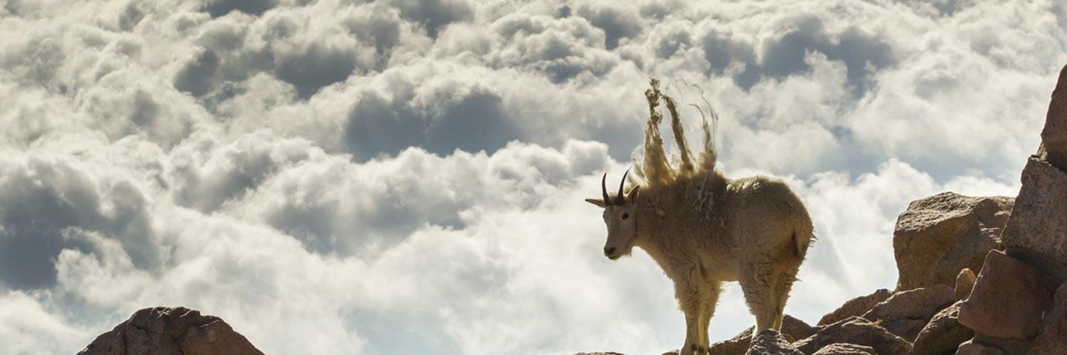 JayGoth's profile banner image