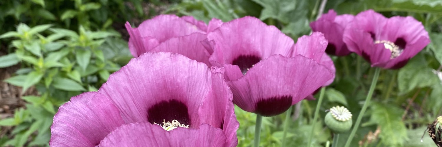 Valerie Martell banner