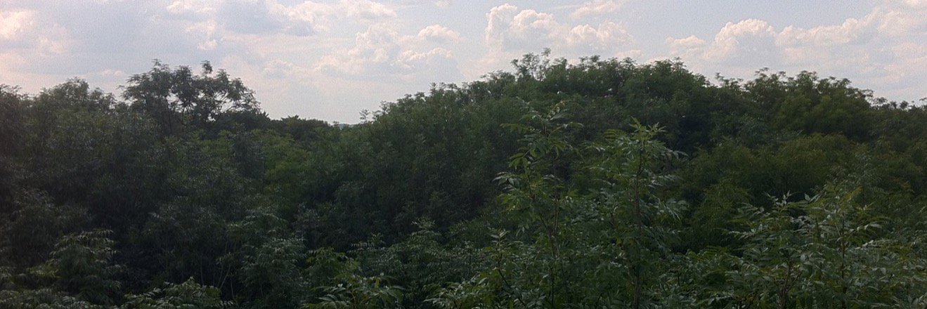 TreeWatchNet's profile banner image