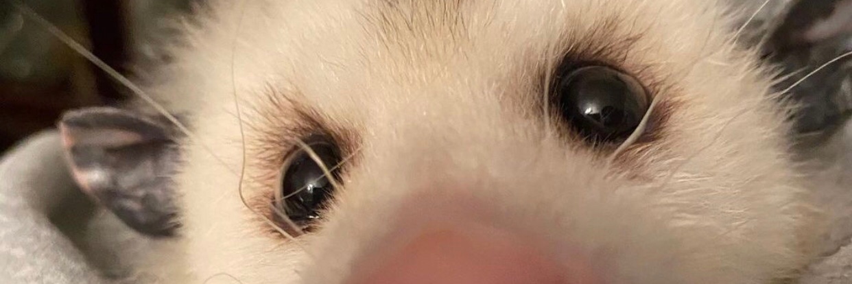 тайский подсвинок banner