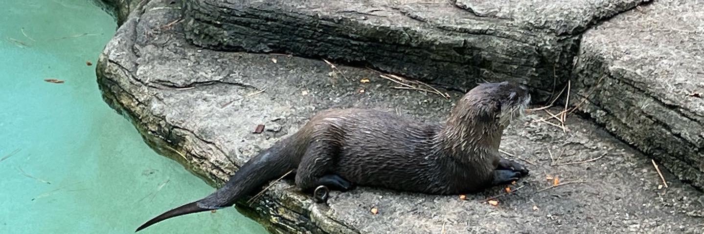 Daniel Harris banner