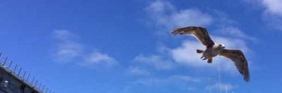 @qingxizhai.club banner