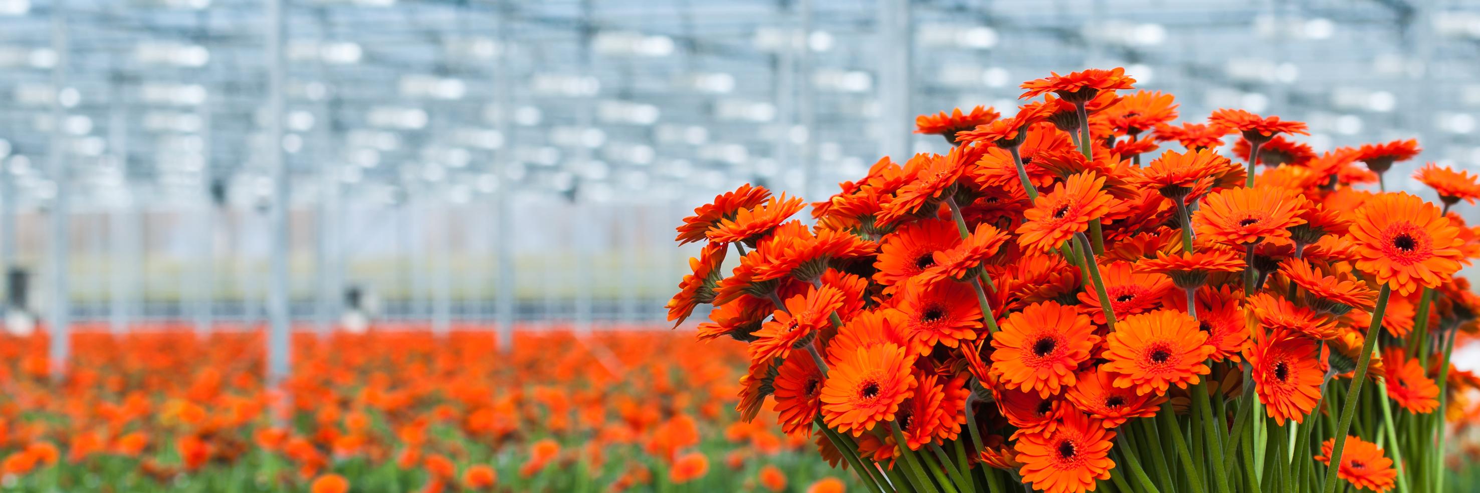 EmpasBV's profile banner image
