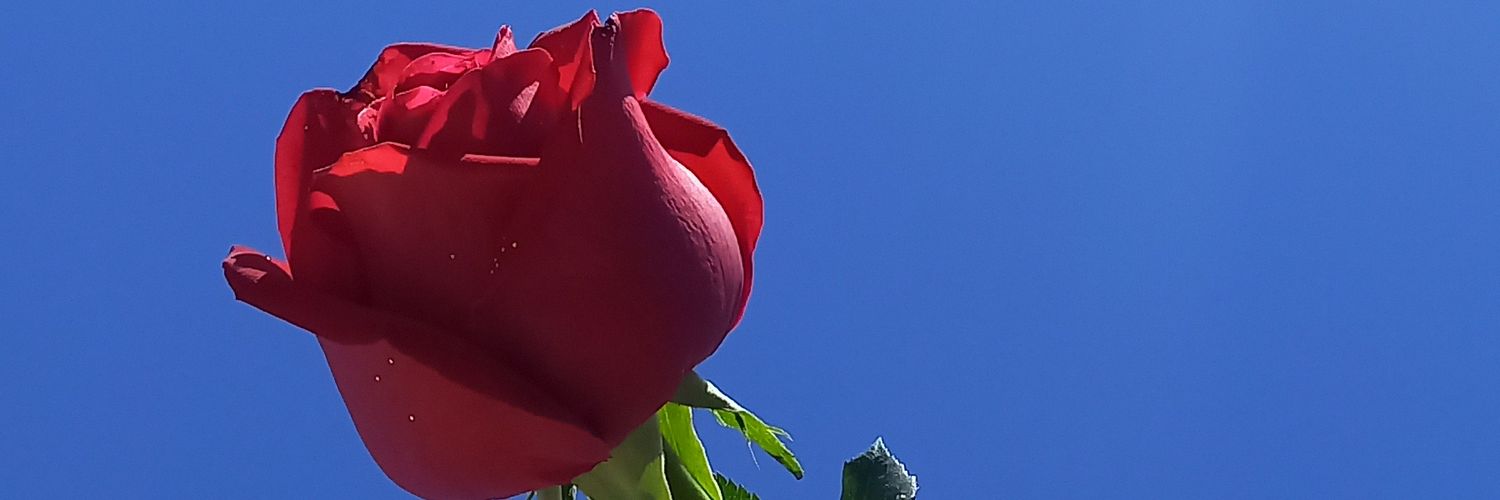 Gi_ssi's profile banner image