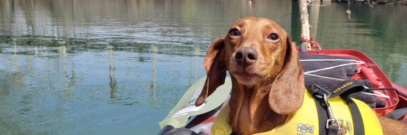 barkingdoxie's profile banner image