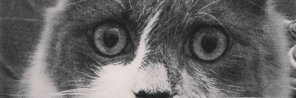 cidut_ Profile Banner