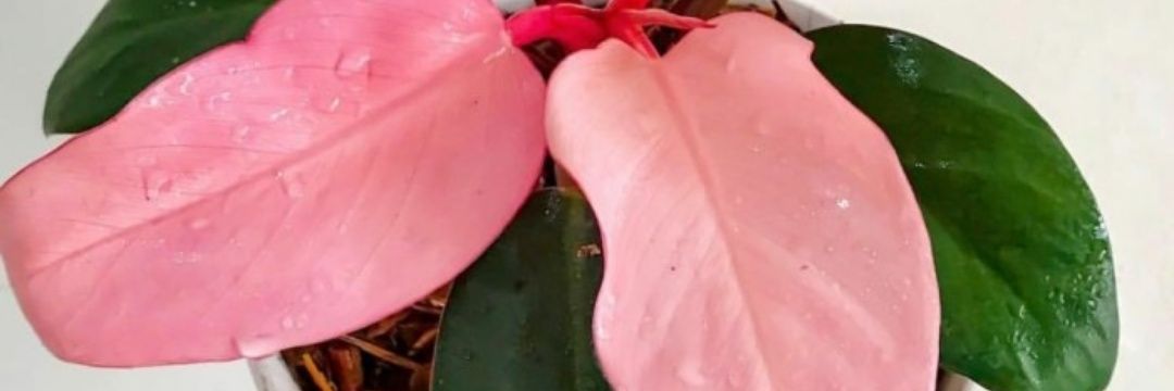 pinkcongo's profile banner image