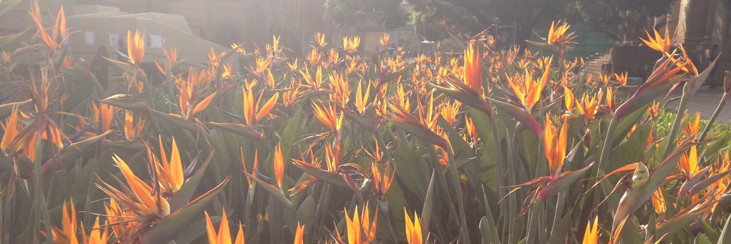 Wits Media Studies banner