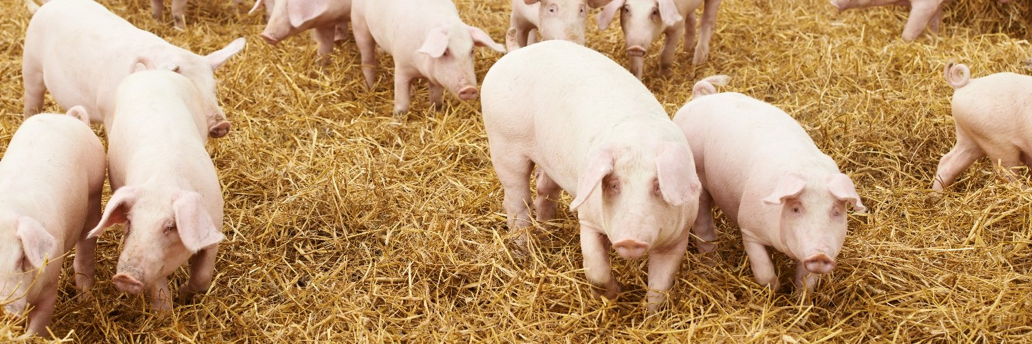 WURanimal's profile banner image