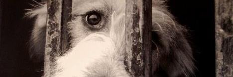 dineromataperro's profile banner image
