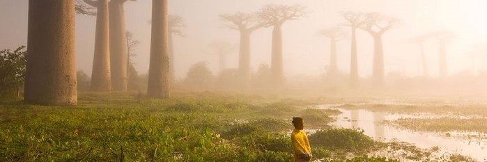 Demetrius Falconer banner