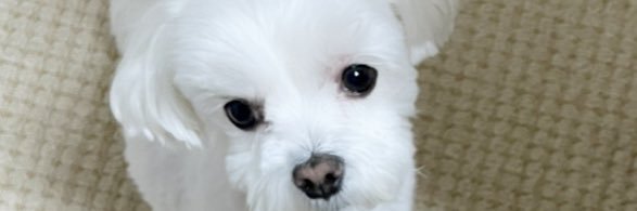 Hel_loS2's profile banner image