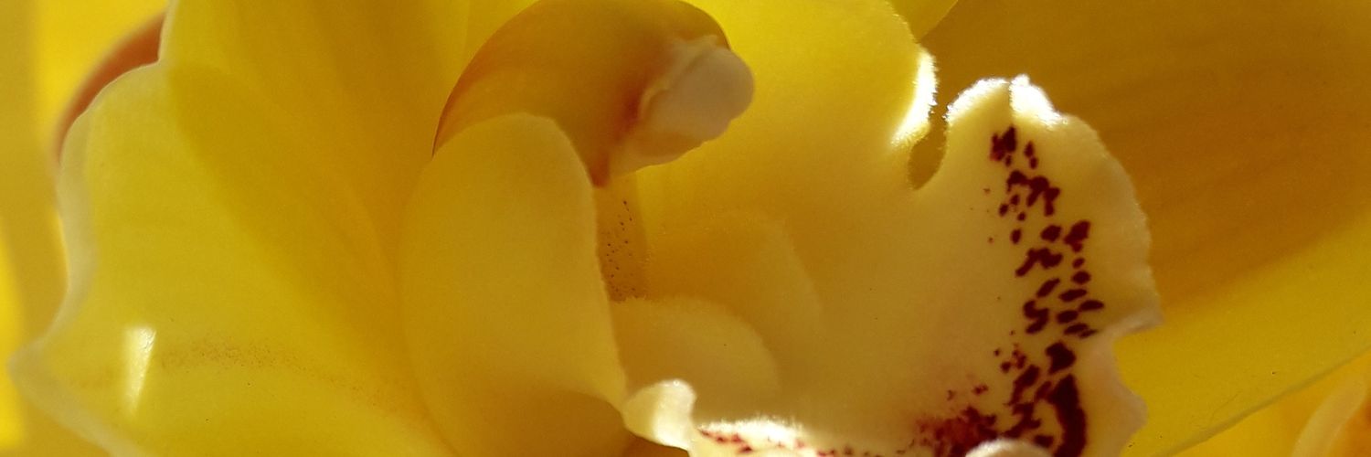 DolorsGimenez's profile banner image