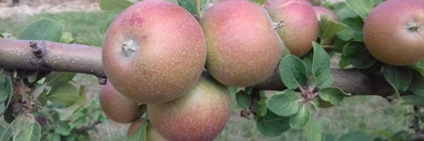 pospsychologist Profile Banner